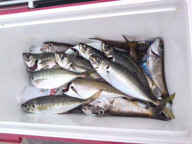 アジ(マアジ)・クロムツ