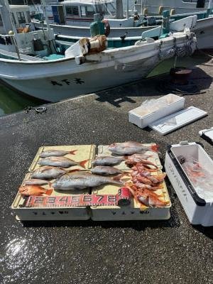 マダイ・チカメ(チカメキントキ)