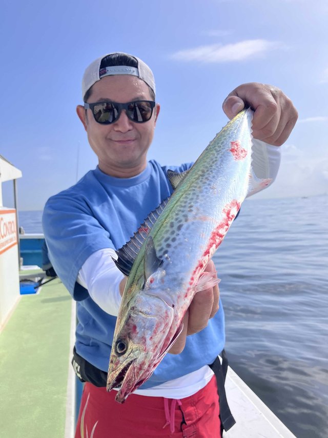 サゴシ(サワラ)