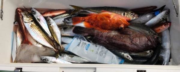 マハタ・アジ(マアジ)・サワラ・カサゴ