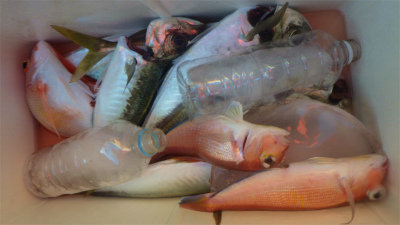 レンコダイ(キダイ)・アジ(マアジ)・アマダイ(アカアマダイ)