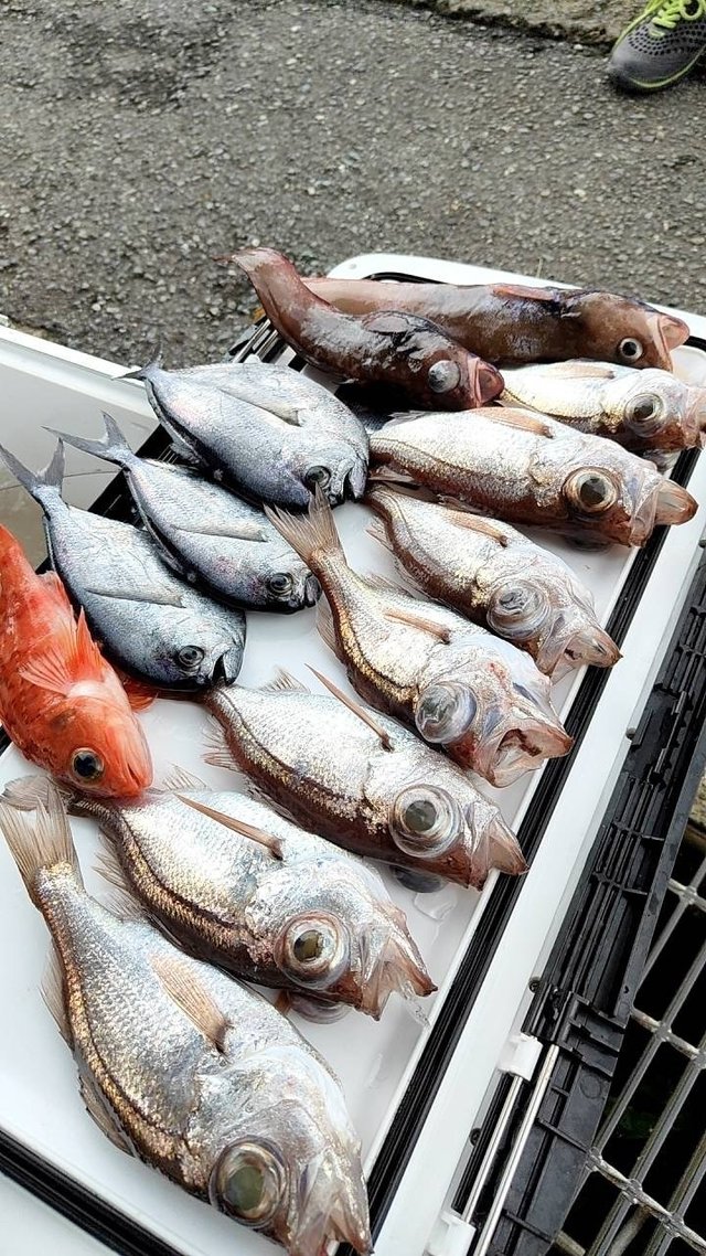 シマガツオ・ドンコ(チゴダラ)・シロムツ(オオメハタ)