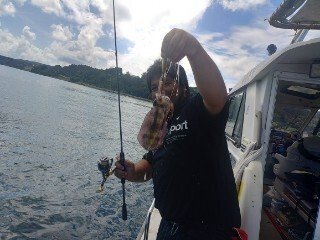 アオリ(アオリイカ)