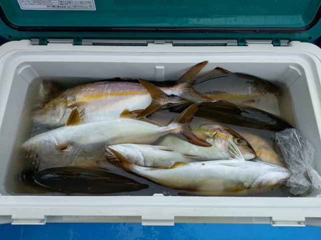 ショゴ(カンパチ)