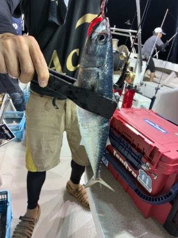 サバ(ゴマサバ)