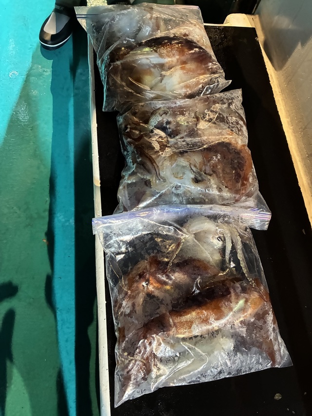 アカイカ(ケンサキイカ)・スルメイカ