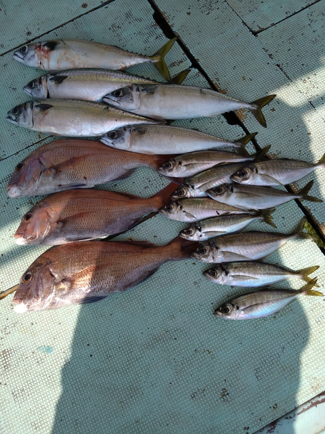 タイ(マダイ)・アジ(マアジ)・サバ(マサバ)