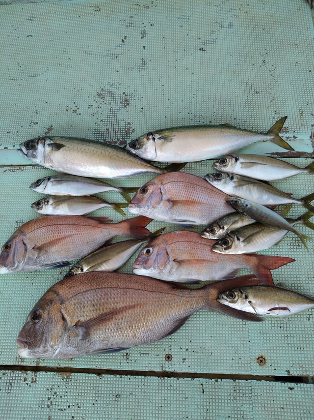 タイ(マダイ)・アジ(マアジ)・サバ(マサバ)