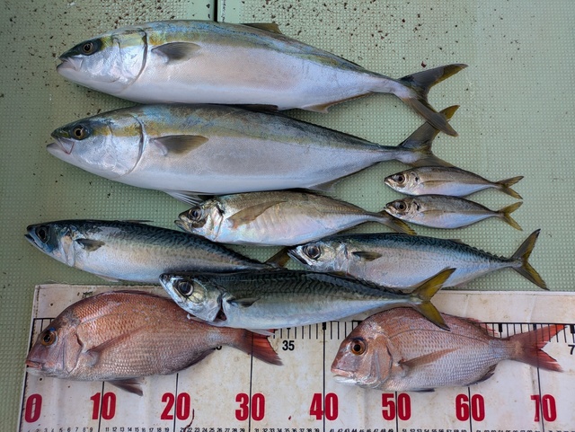 タイ(マダイ)・アジ(マアジ)・メジロ(ブリ)・マサバ