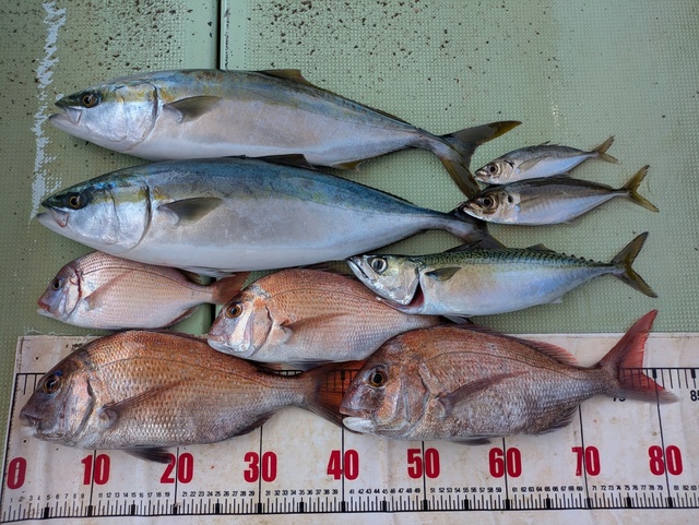 タイ(マダイ)・チダイ・アジ(マアジ)・メジロ(ブリ)・マサバ