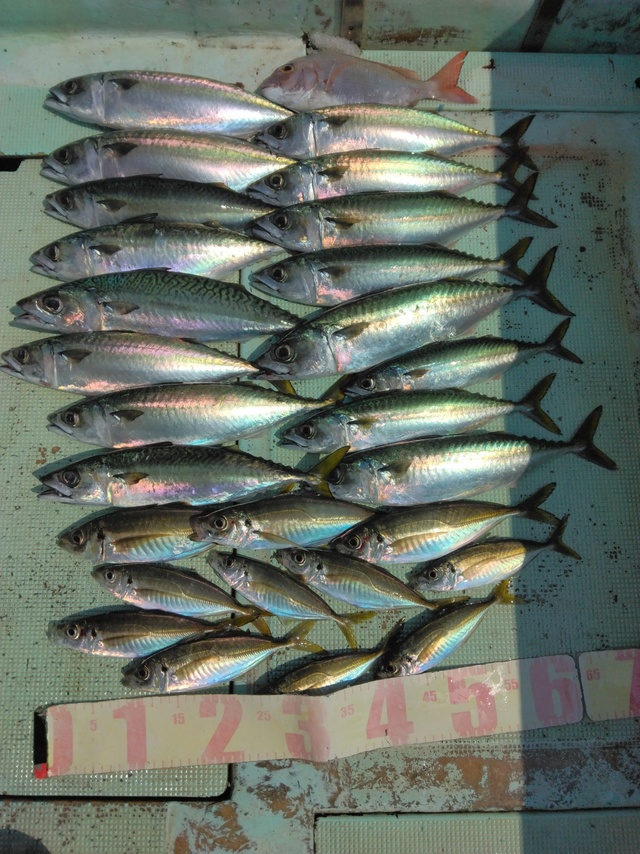 マダイ・マアジ・マサバ