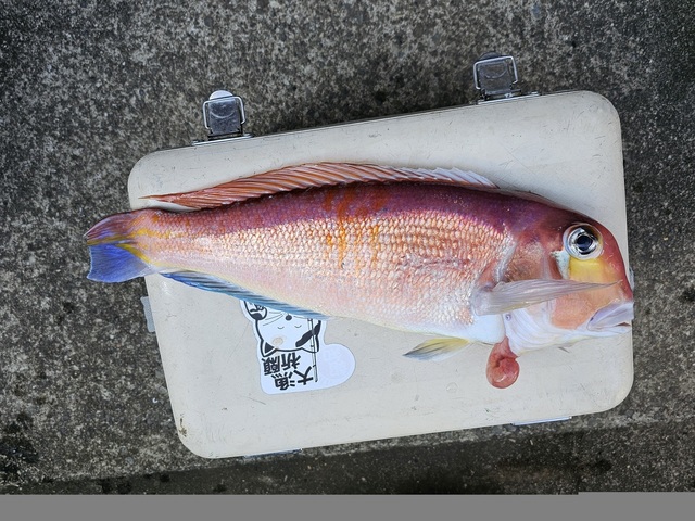 アマダイ(アカアマダイ)