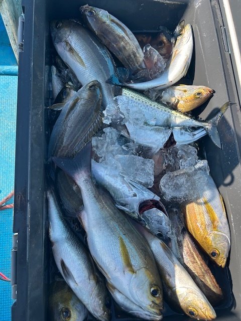 アジ(マアジ)・イサキ・サバ(ゴマサバ)