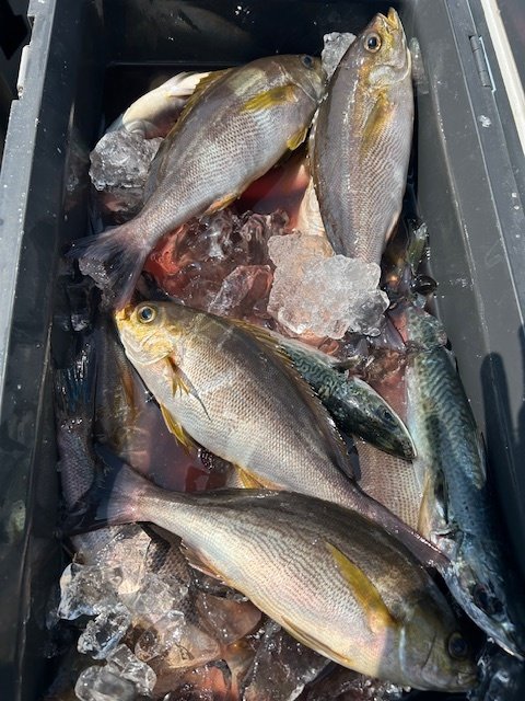 イサキ・サバ(ゴマサバ)