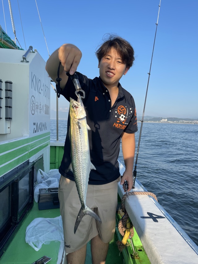 サゴシ(サワラ)