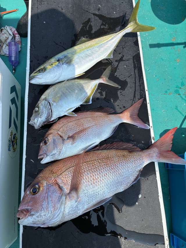 マダイ・チダイ・ツバス(ブリ)