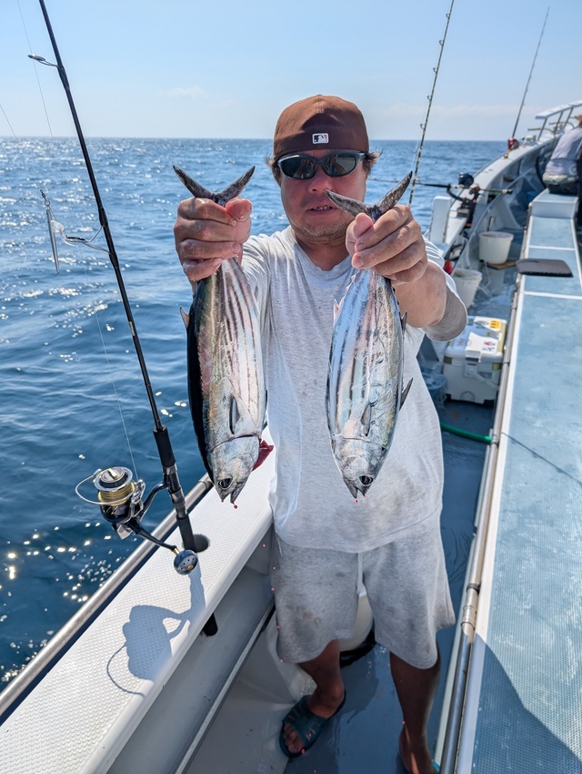 ホンガツオ(カツオ)