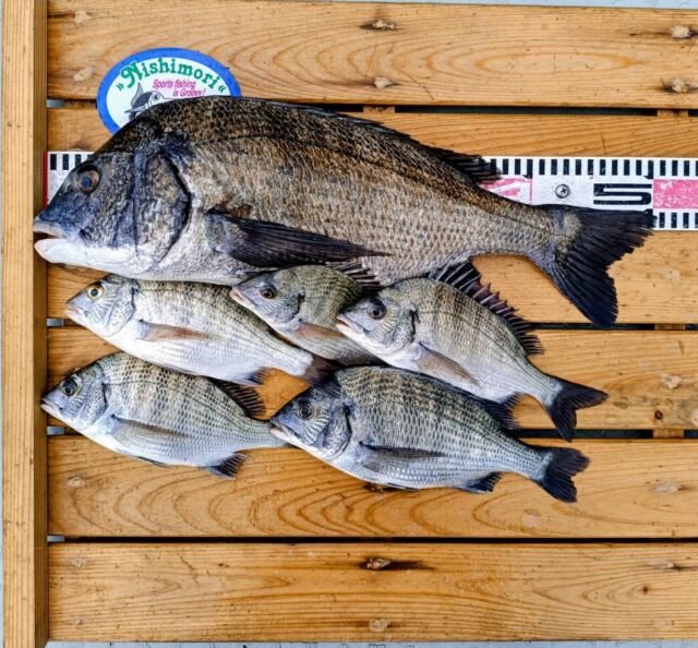 チヌ(クロダイ)