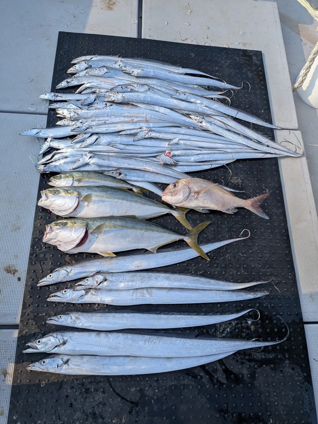 タイ(マダイ)・ブリ・タチウオ