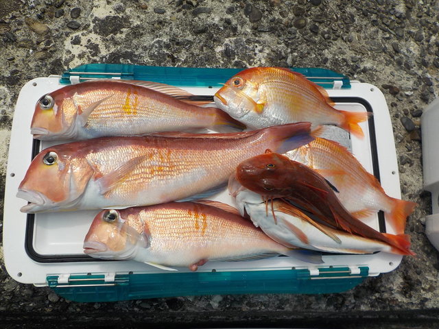 アマダイ(アカアマダイ)