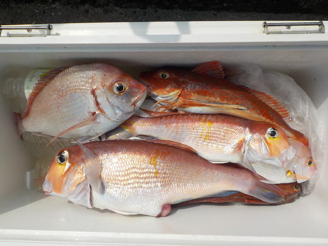 アマダイ(アカアマダイ)