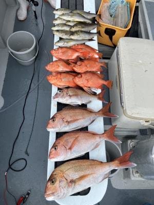 マダイ・イサキ・チカメ(チカメキントキ)