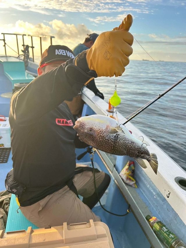 ショウサイフグ