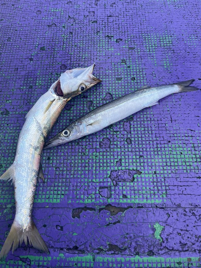 カマス(アカカマス)