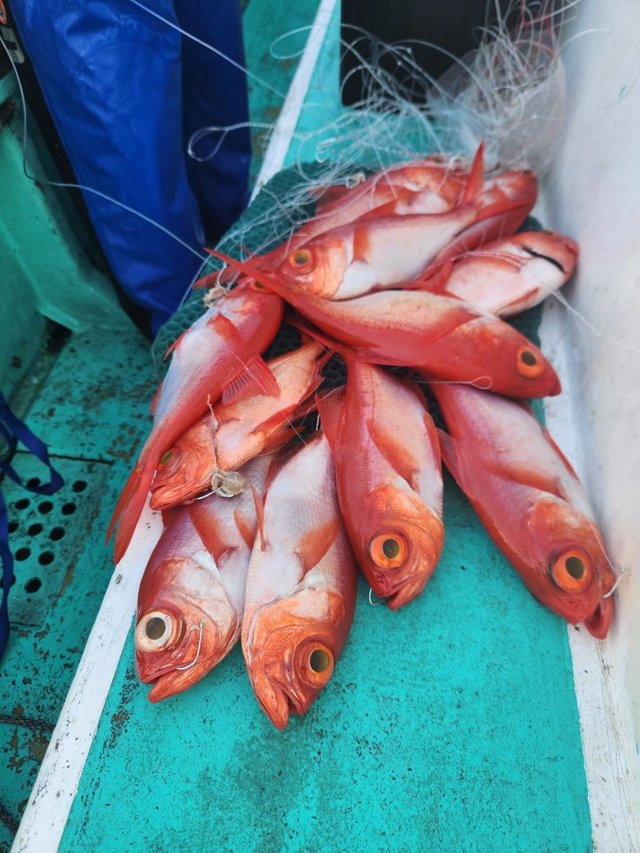 キンメ(キンメダイ)