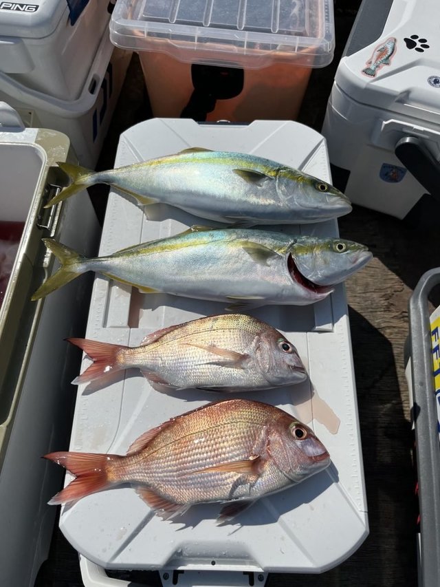 マダイ・ハナダイ(チダイ)・イナダ(ブリ)