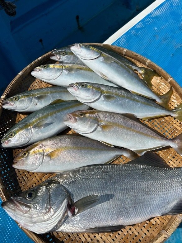 ヒラスズキ・カンパチ