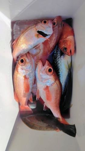 アジ(マアジ)・アカムツ・ムシガレイ