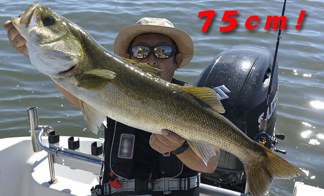 シーバス(スズキ)