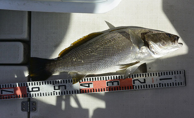 シーバス(スズキ)