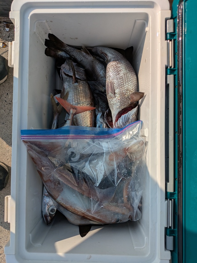 クロムツ・スルメイカ