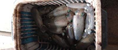 マイカ(ケンサキイカ)