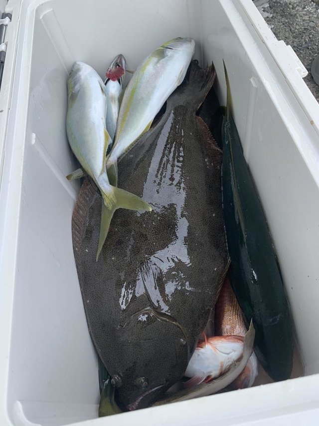 ワカシ(ブリ)・ヒラメ