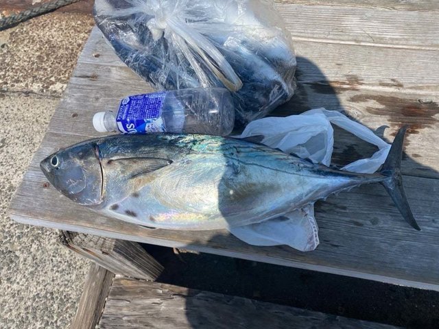 スマガツオ(スマ)