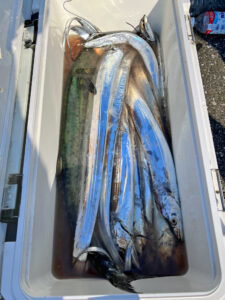 サワラ・タチウオ