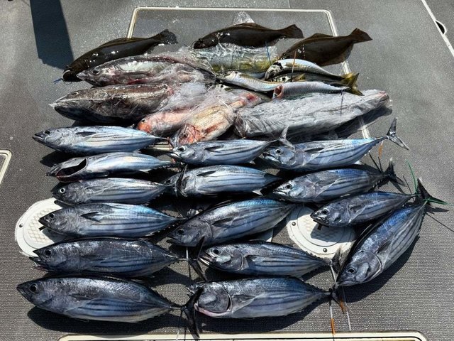 アジ(マアジ)・アマダイ(アカアマダイ)・カツオ・ヒラメ