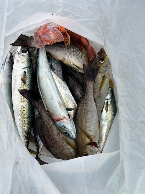 イサキ・カサゴ・サバ(ゴマサバ)