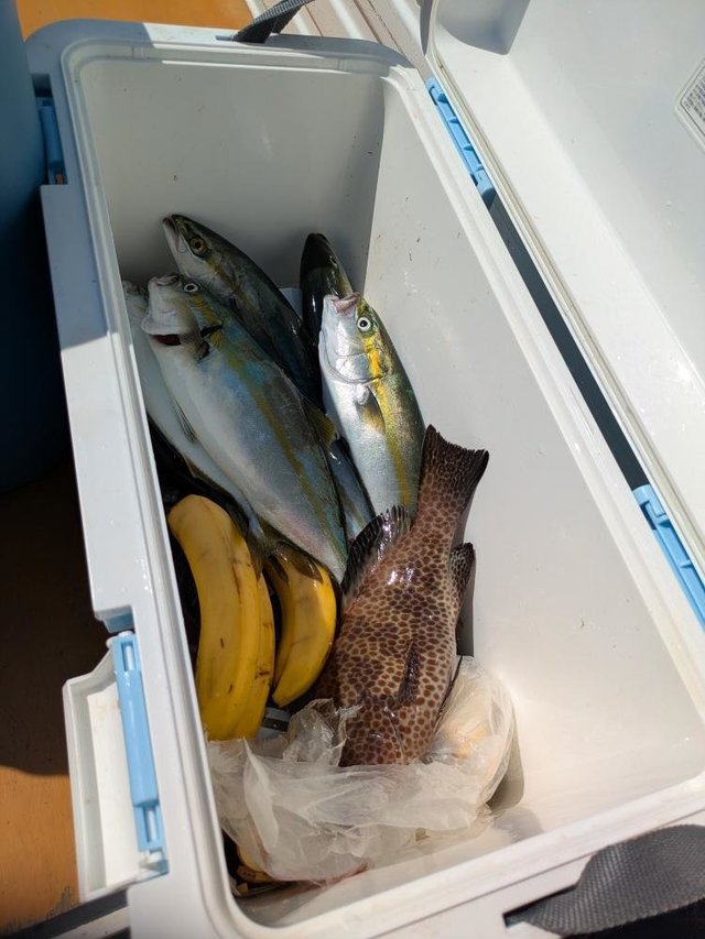 ワカシ(ブリ)・イナダ(ブリ)