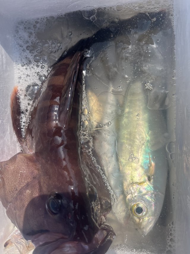 アジ(マアジ)・ハタ(マハタ)