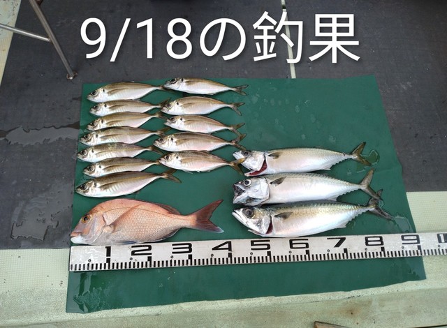 マダイ・マアジ・サバ(マサバ)