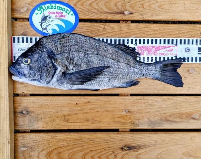 チヌ(クロダイ)