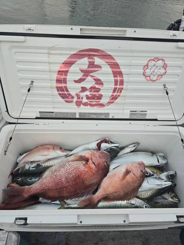 マダイ・アジ(マアジ)