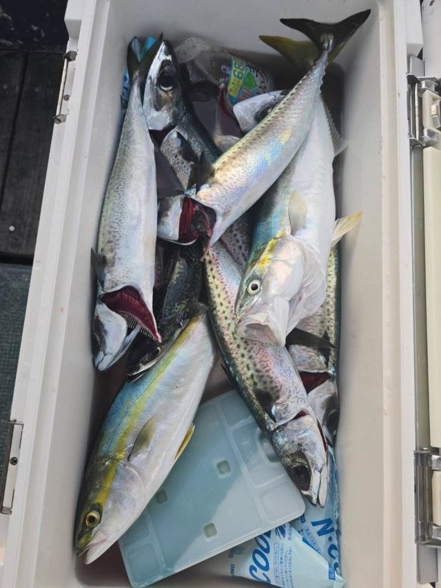 アジ(マアジ)・イサキ・サバ(ゴマサバ)