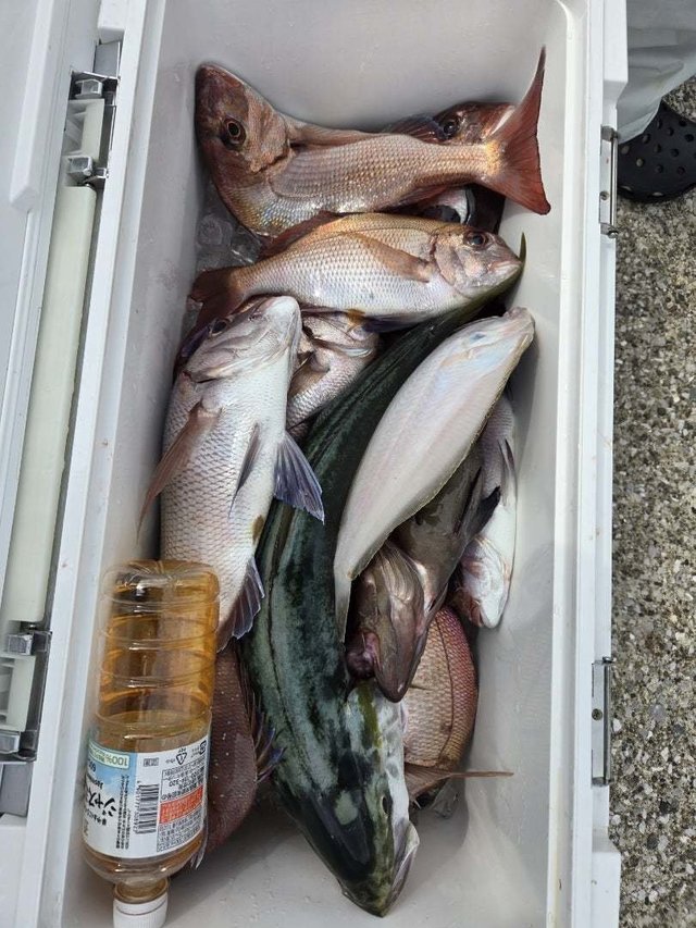 マダイ・ヒラマサ