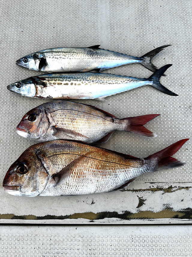 マダイ・サゴシ(サワラ)