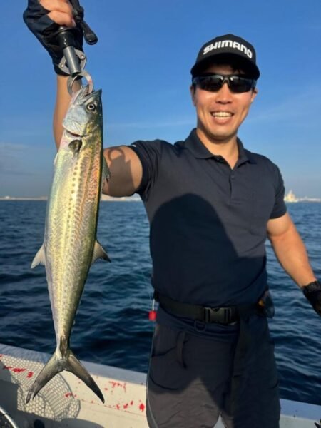 サゴシ(サワラ)